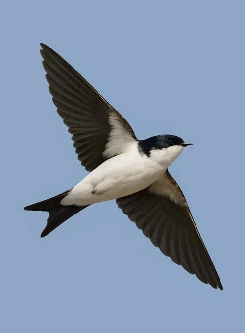 Belorítka obyčajná